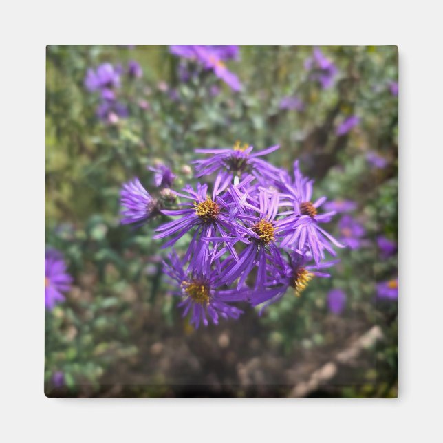 Autumn's Purple Glow Magnet (Front)