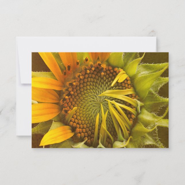 Autumns Warmth Sunflower Note Card (Front)