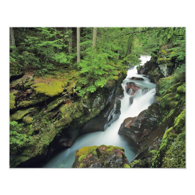 Avalanche Gorge in Glacier National Park in Photo Print (Front)