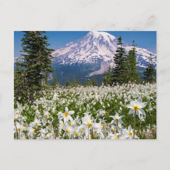 Avalanche lilies and Mount Rainier 2 Postcard (Front)