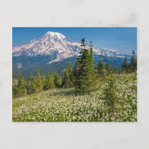 Avalanche lilies and Mount Rainier Postcard
