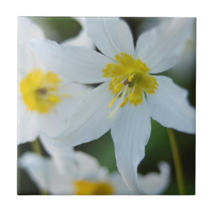 Avalanche Lilies at Paradise Park Ceramic Tile