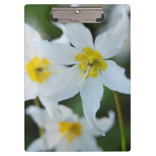 Avalanche Lilies at Paradise Park Clipboard