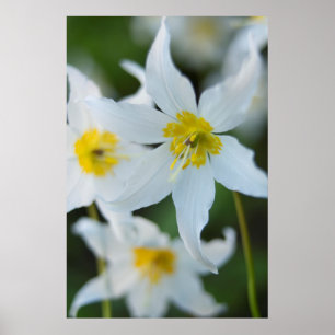 Avalanche Lilies at Paradise Park Poster