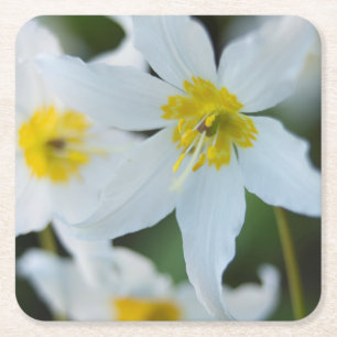 Avalanche Lilies at Paradise Park Square Paper Coaster