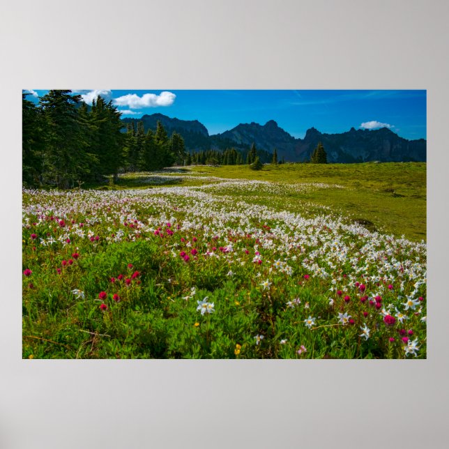 Avalanche Lily Superbloom Poster (Front)