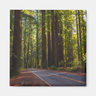 Avenue of Giant Redwood California Magnet