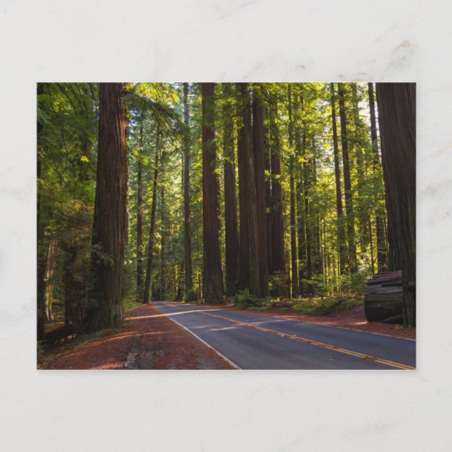 Avenue of Giant Redwood California Postcard (Front)