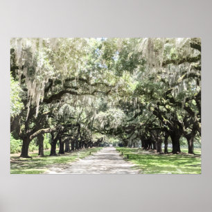 Avenue of Oaks, Boone Hall Plantation Watercolor Poster