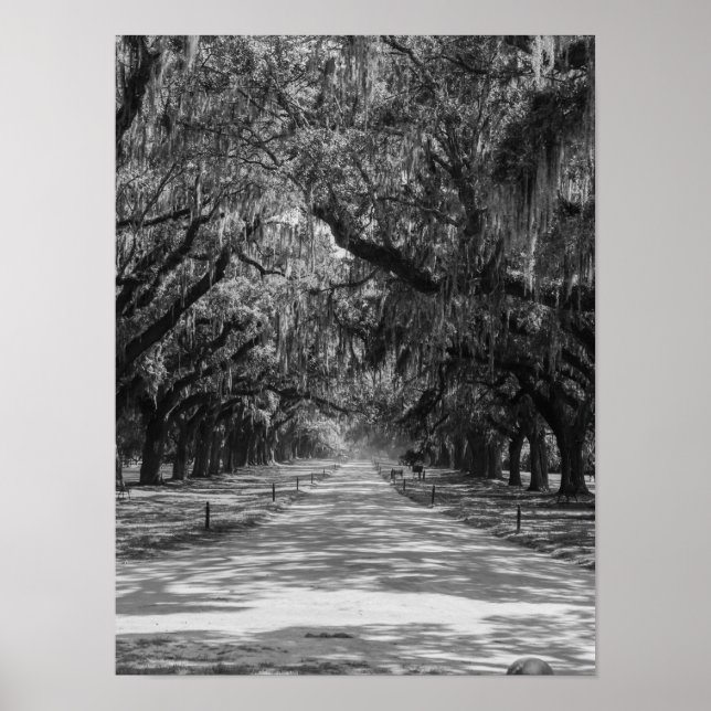 Avenue Of Oaks Grayscale Poster (Front)