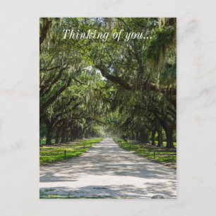Avenue Of Oaks Postcard