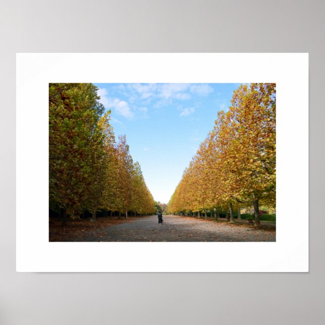 Avenue of Plane Trees in Autumn Poster (Front)