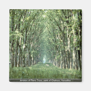 Avenue of Plane Trees, park of Chateau, Versailles Magnet