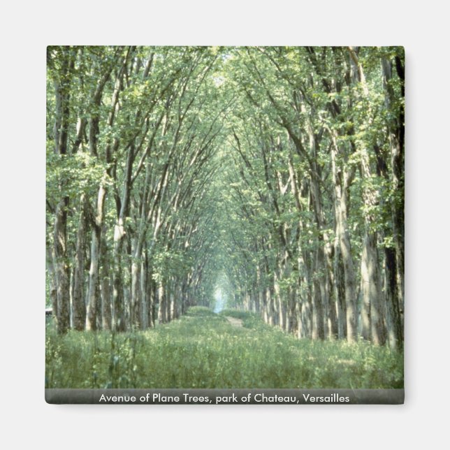 Avenue of Plane Trees, park of Chateau, Versailles Magnet (Front)