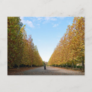 Avenue of Plane Trees: Tokyo Postcard