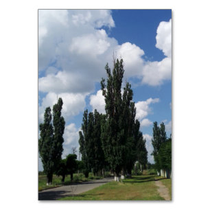 Avenue of poplar trees, near the transport highway table number