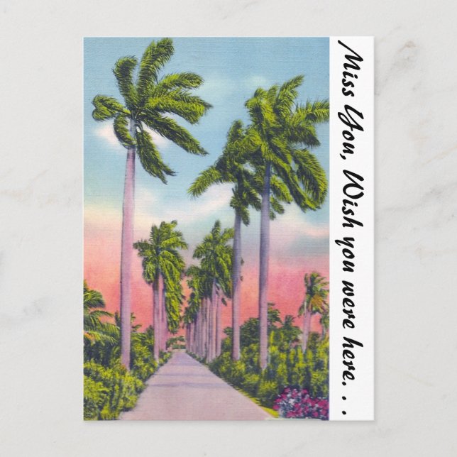 Avenue of Stately Royal Palms in Florida Postcard (Front)