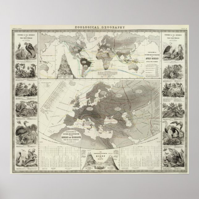 Aves, Birds Poster (Front)