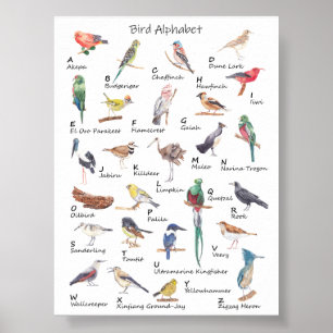 Avian Alphabet: A to Z of Birds Poster