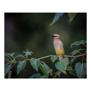 Avian Bee eater on a branch Glossy Poster