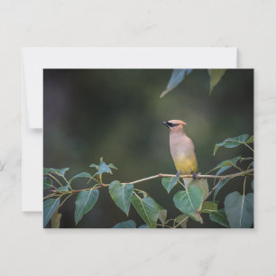 Avian Bee eater on a branch  Postcard