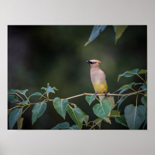 Avian Bee eater on a branch Poster