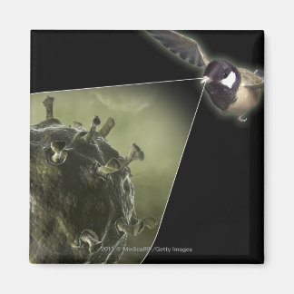 Avian flu coming out of bird magnet