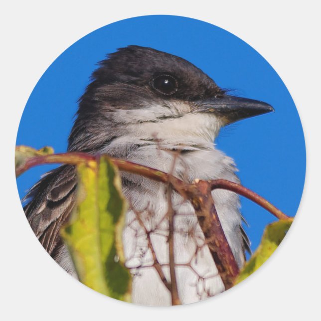 Avian Royalty: Eastern Kingbird Classic Round Sticker (Front)