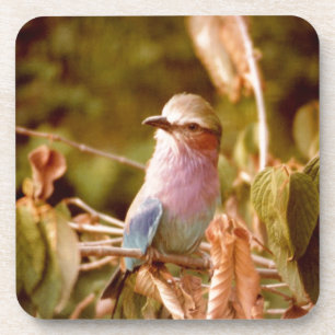 Aviary Coaster