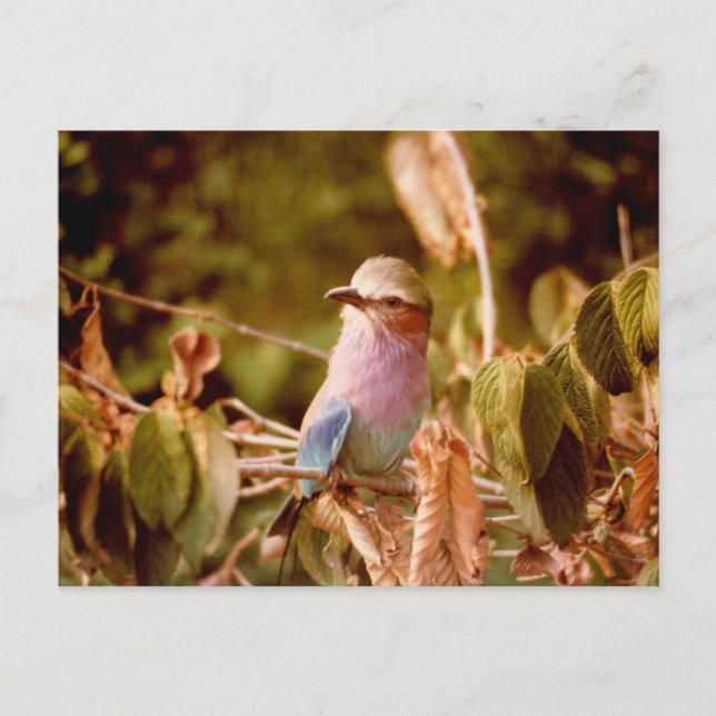 Aviary Postcard (Front)