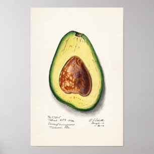 Avocado (Persa) Fruit Watercolor Painting Poster