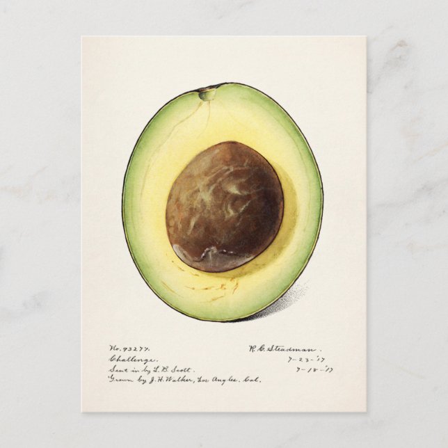 Avocado (Persea) Fruit Watercolor Painting Postcard (Front)