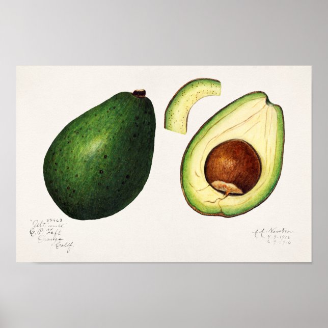 Avocado (Persea) Fruit Watercolor Painting Poster (Front)