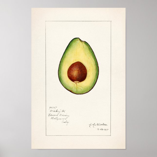 Avocado (Persea) Fruit Watercolor Painting Poster (Front)