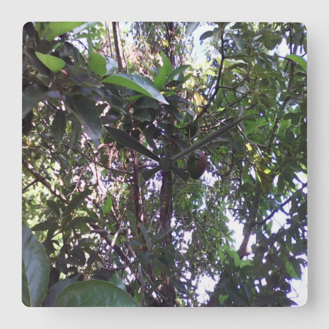 Avocado Tree Square Wall Clock (Front)