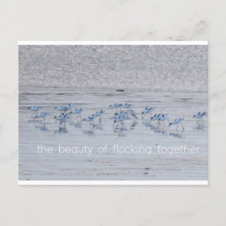 Avocet Beauty Holiday Postcard