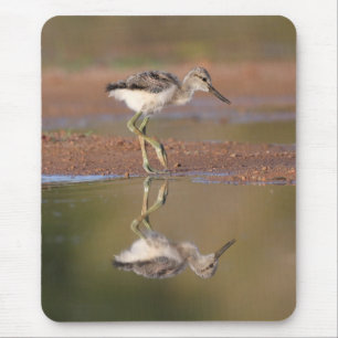 Avocet chick mouse pad