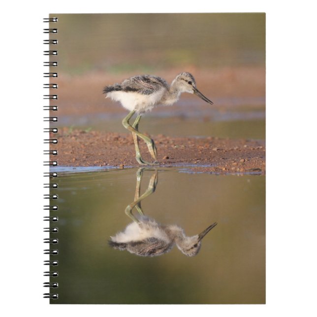 Avocet chick notebook (Front)