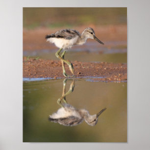 Avocet chick poster