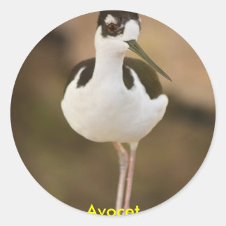 Avocet Classic Round Sticker