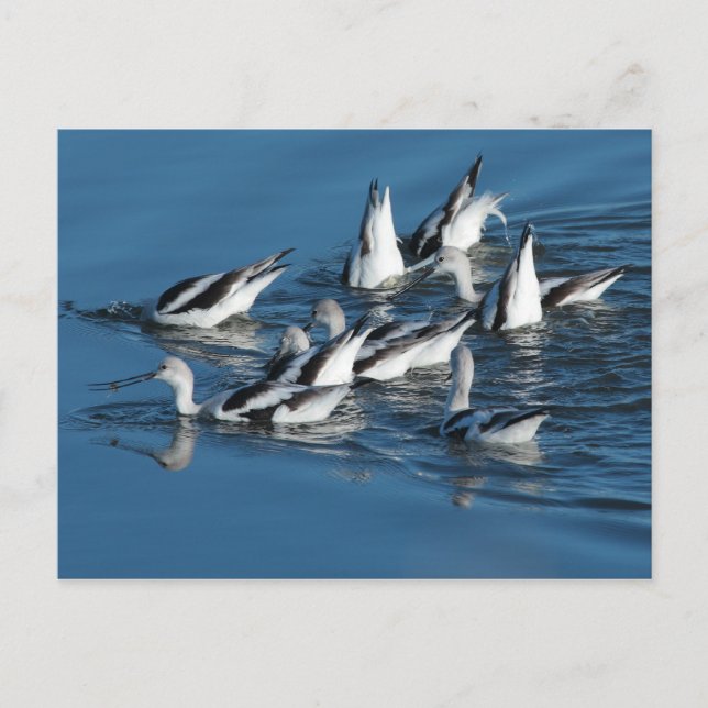 Avocet Postcard (Front)