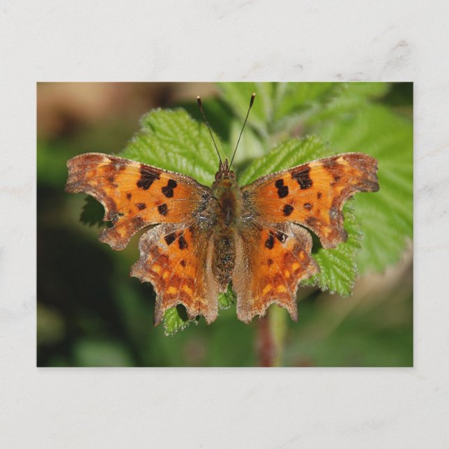 Avon gorge Comma butterfly Postcard (Front)