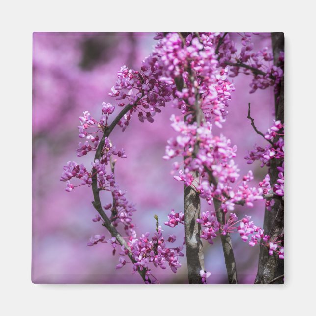 Avondale Redbud Art Magnet (Front)