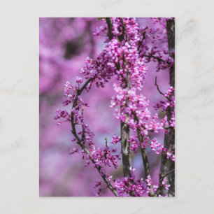 Avondale Redbud Art Postcard