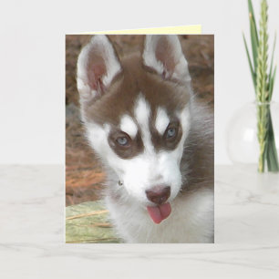 AW- Siberian Husky Birthday Card
