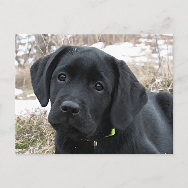 Awaiting Spring - Black Labrador Puppy - Black Lab Postcard (Front)