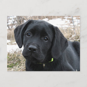 Awaiting Spring - Labrador Puppy - Black Lab Postcard