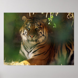 Awakening Tiger Poster