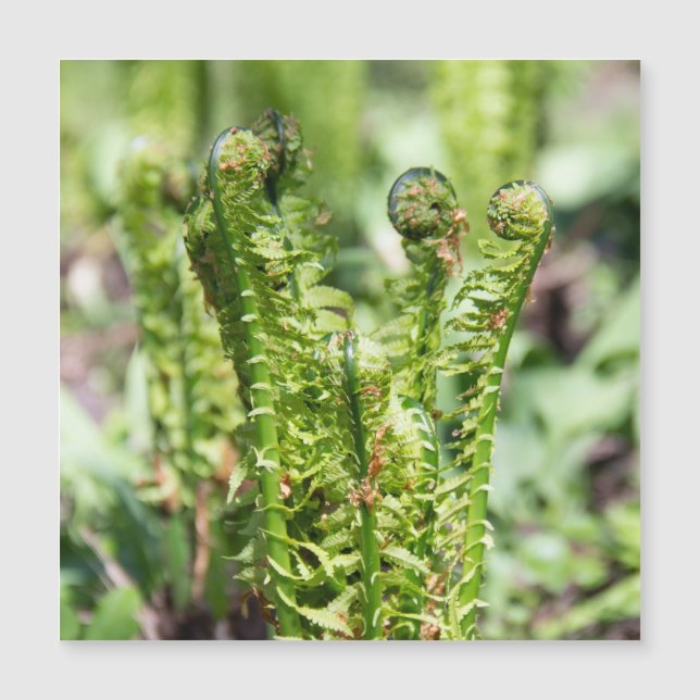 Awakening young fern in the garden (Front)