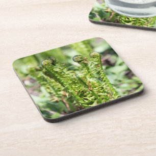 Awakening young fern in the garden  coaster